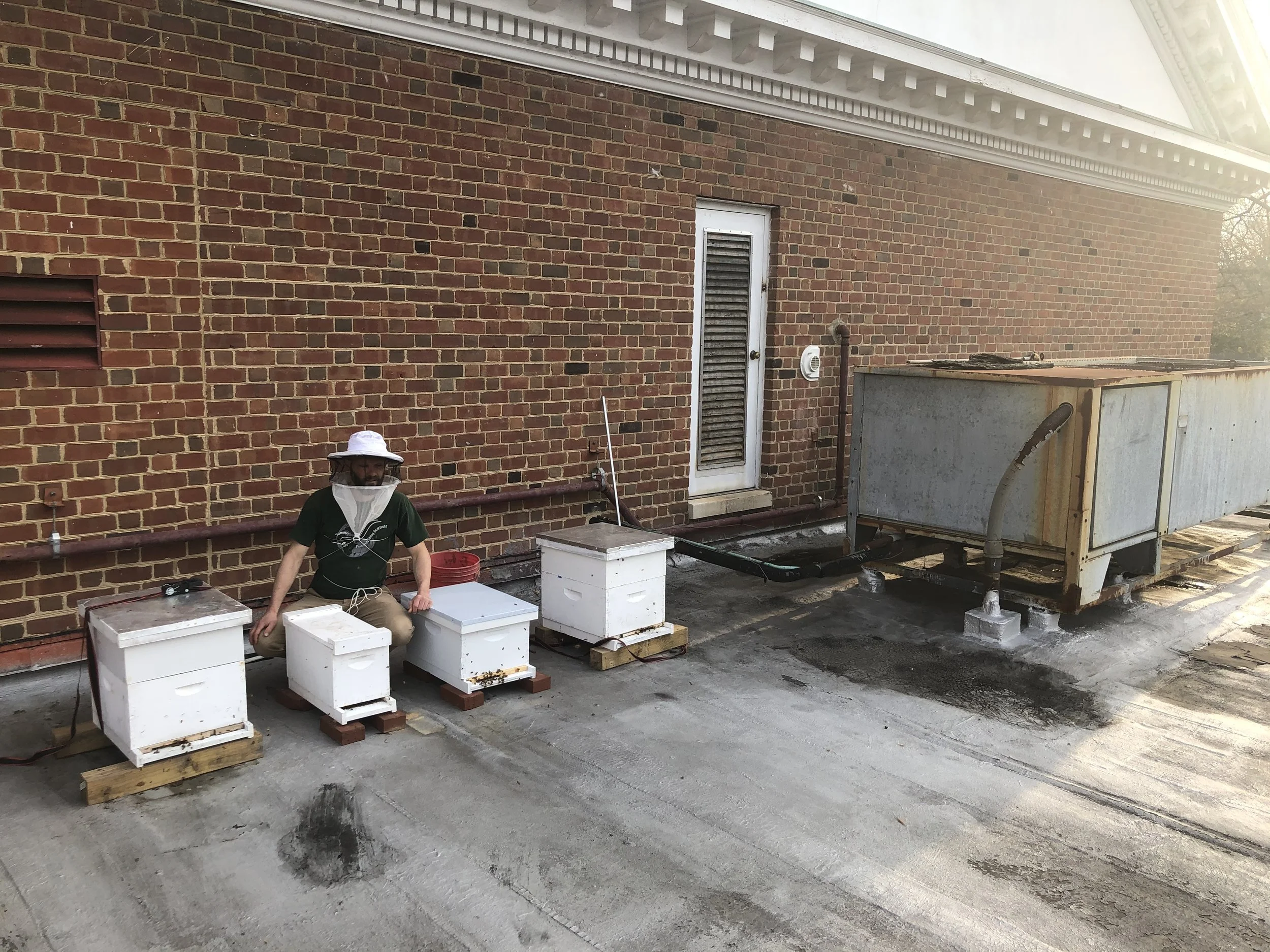 Drew and Roof Bees.JPG