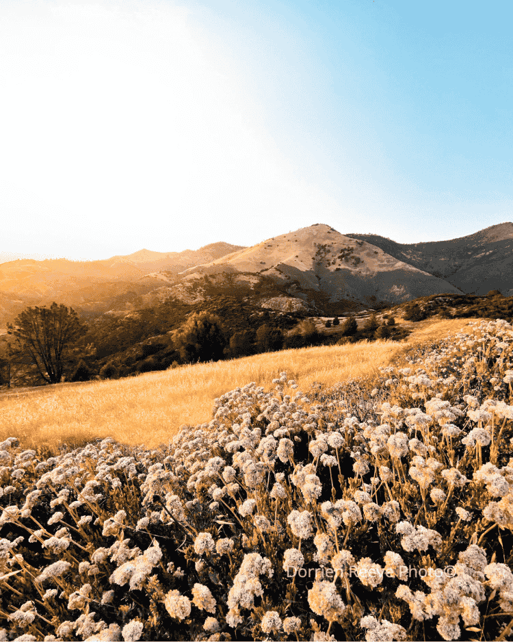 Untitled design (34).png