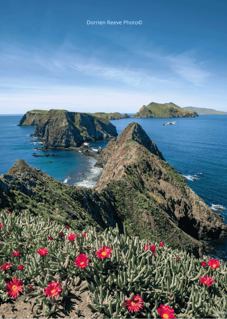 Untitled design (12) copy.png