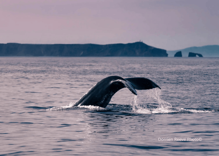 Untitled design (13).png