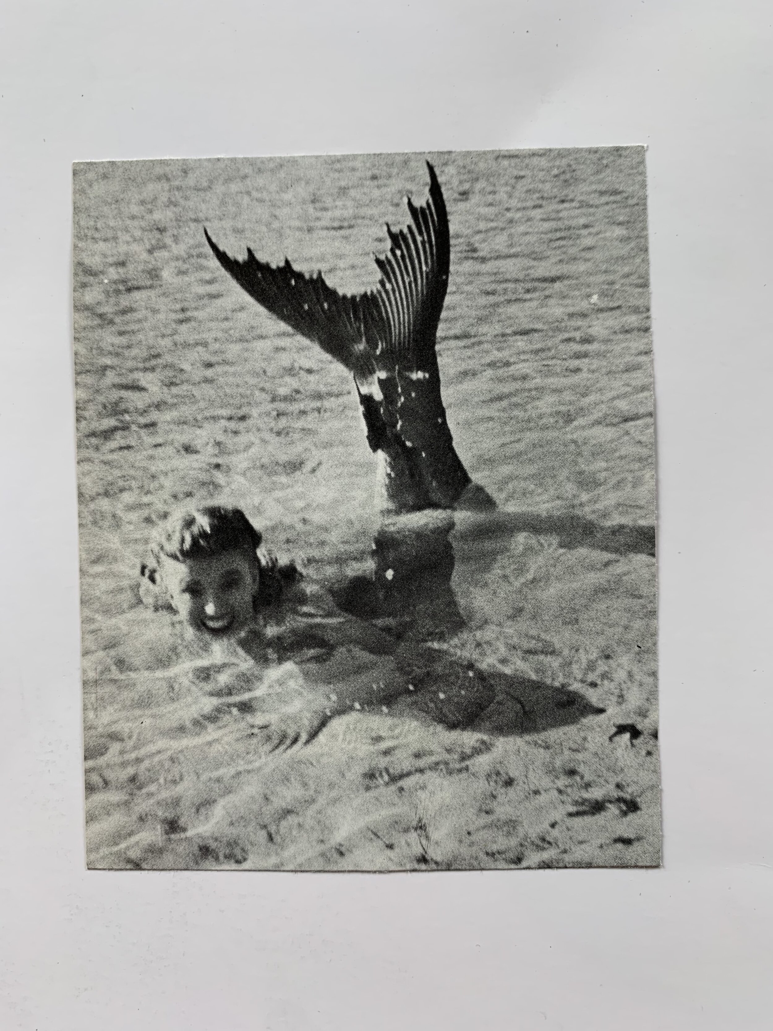 Collage90.jpg