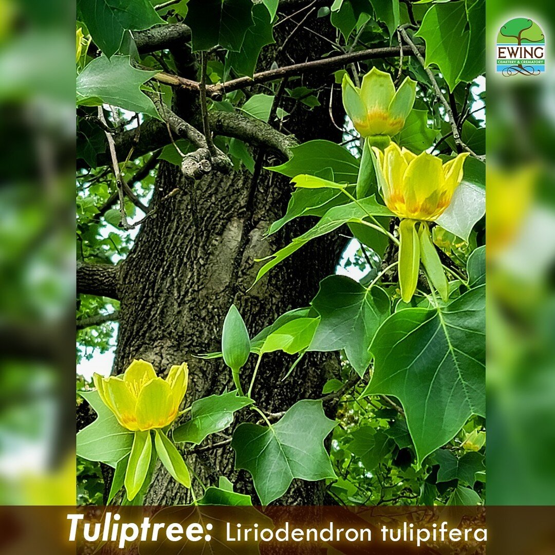 Once plentiful in their natural habitat in eastern America, Tuliptrees were favored by loggers for railroad ties and fence posts. George Washington planted Tuliptrees at Mount Vernon which are now 140' tall. And Daniel Boone used the wood of this tre