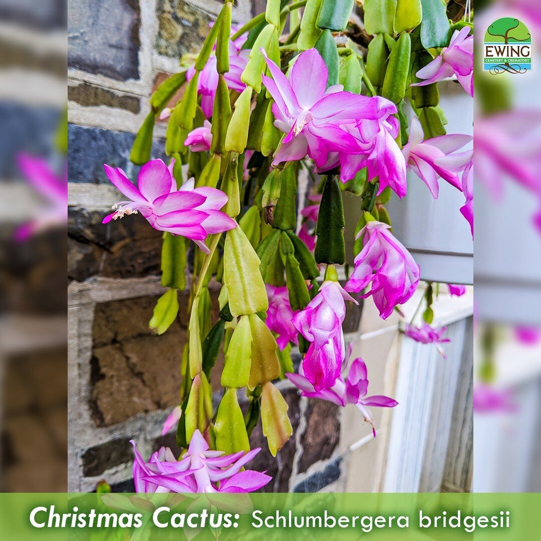 Despite its name, the Christmas cactus is not a cactus. While it is a succulent and does store moisture in its leaves, members of the Schlumbergera family are not considered true cacti. What does this mean? Well, it means they aren&rsquo;t as drought