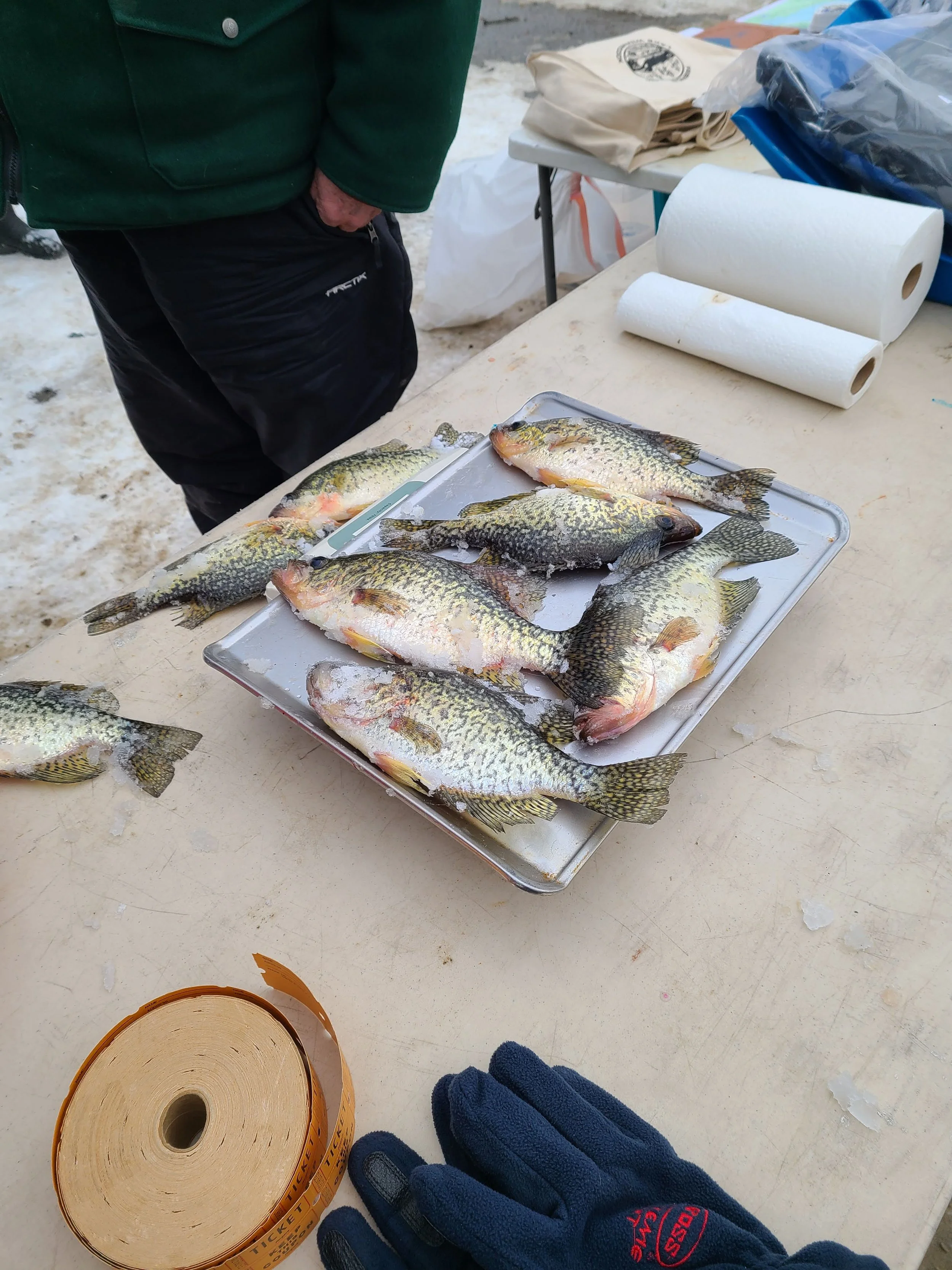 Fresh fish laid out on a metal tray on a table, with a person's hand and part of their green jacket visible. There are paper towels, rolls of toilet paper, and some bags on the table, with a snowy or frosty outdoor background. A pair of blue work glo