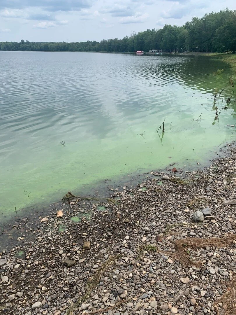 algal_bloom.jpg