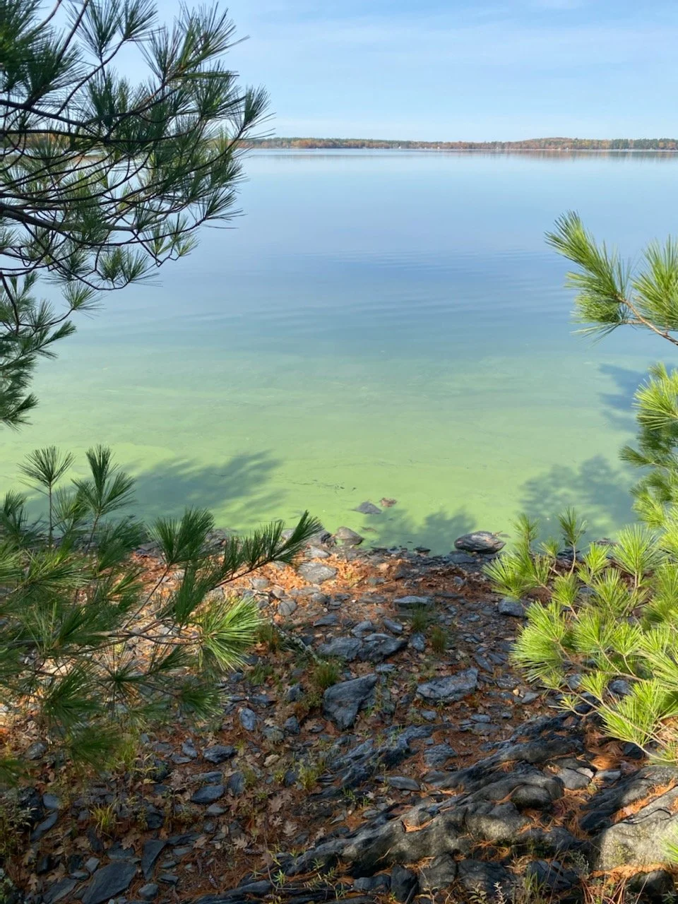 A lakeside view with calm water, green algae near the shore, surrounded by pine trees and rocky ground in the foreground, and a distant shoreline with trees under a cloudy sky.