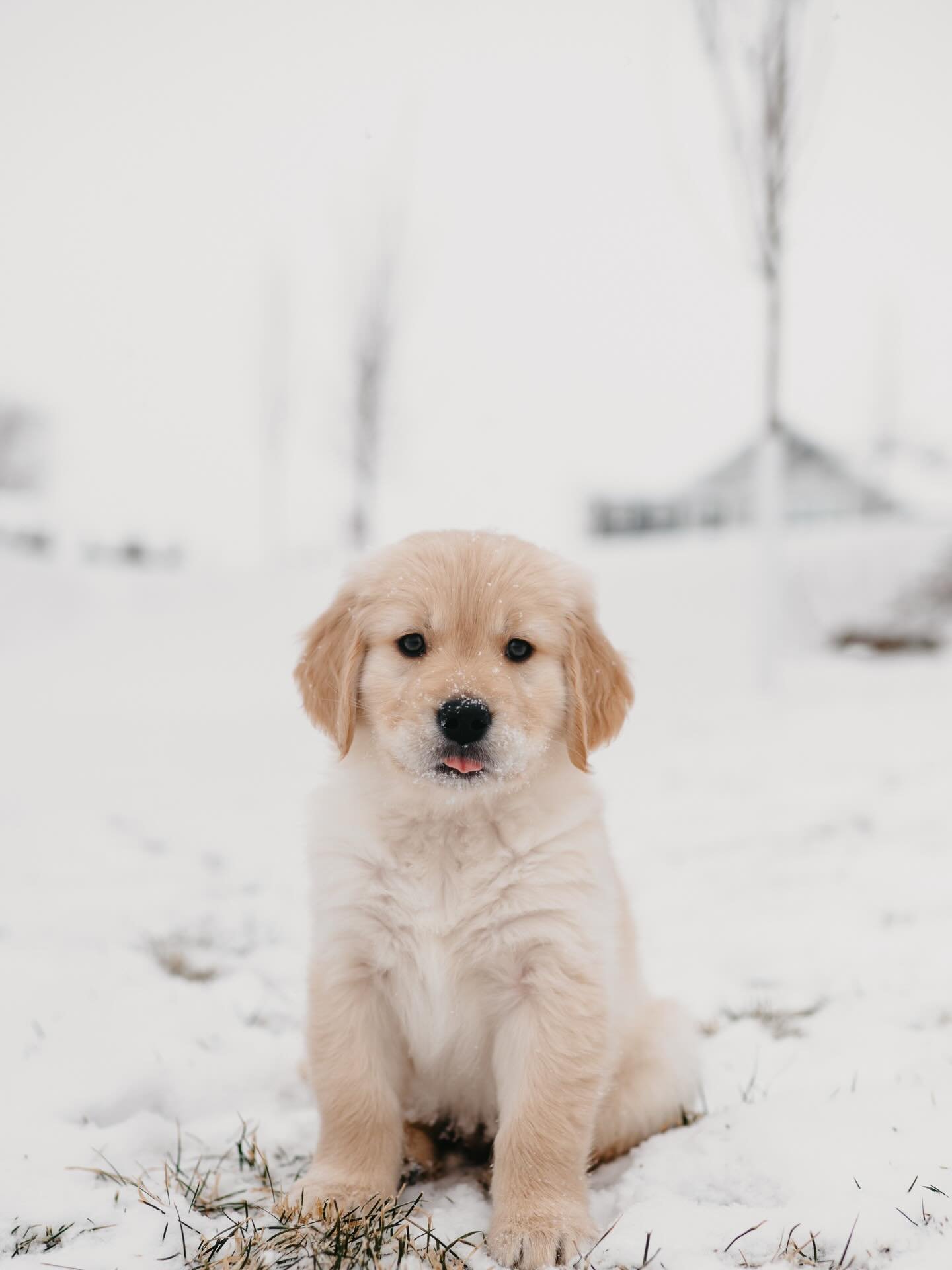 Added a little more testosterone to the Chapman house. Welcome home Harvey boy 🤍