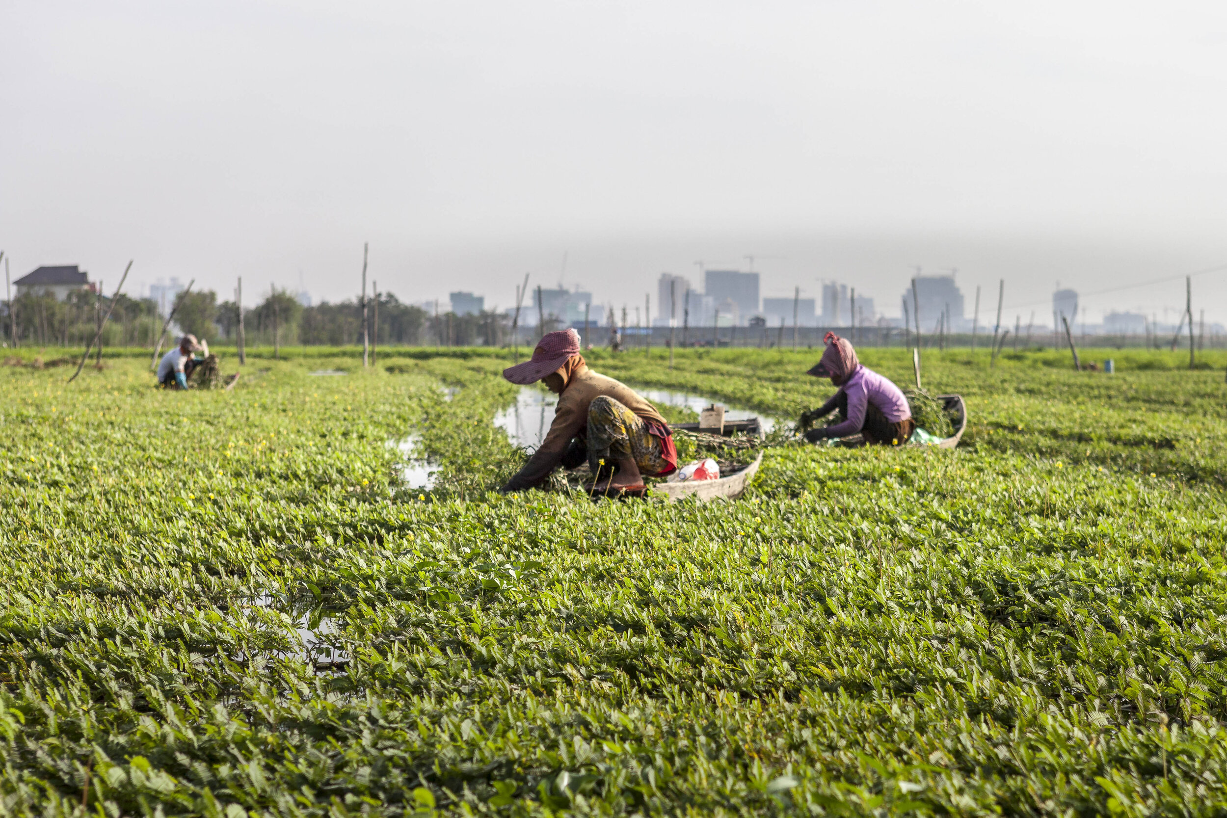  Starting with the first light of the morning, women work at harvesting mimosa and morning glory from rope lines on the lake.  