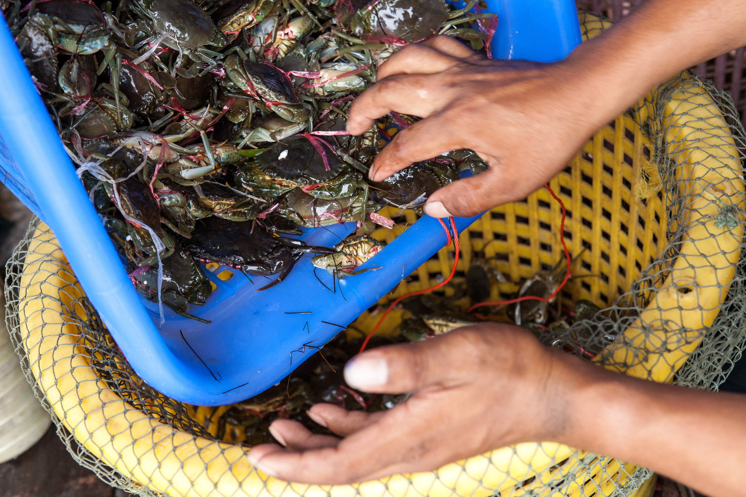  A container of freshly caught crab from the Tatai River, ready for assessment by a local broker. 