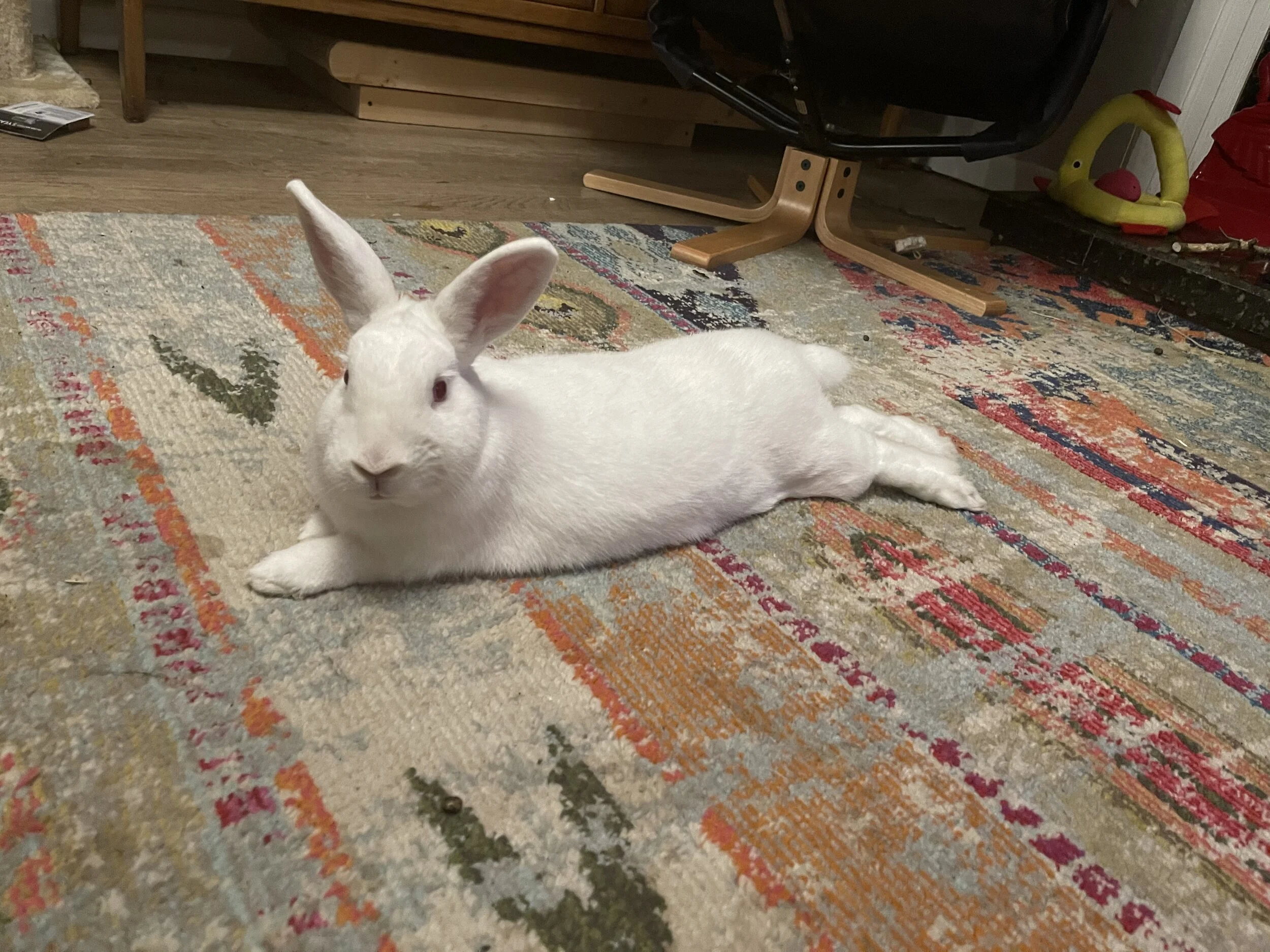 Bunny Language