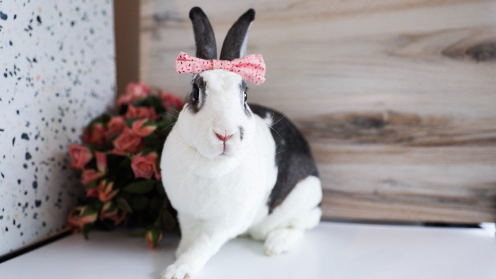 Rabbits Need Exercise! Get Their Bunny Buns Moving