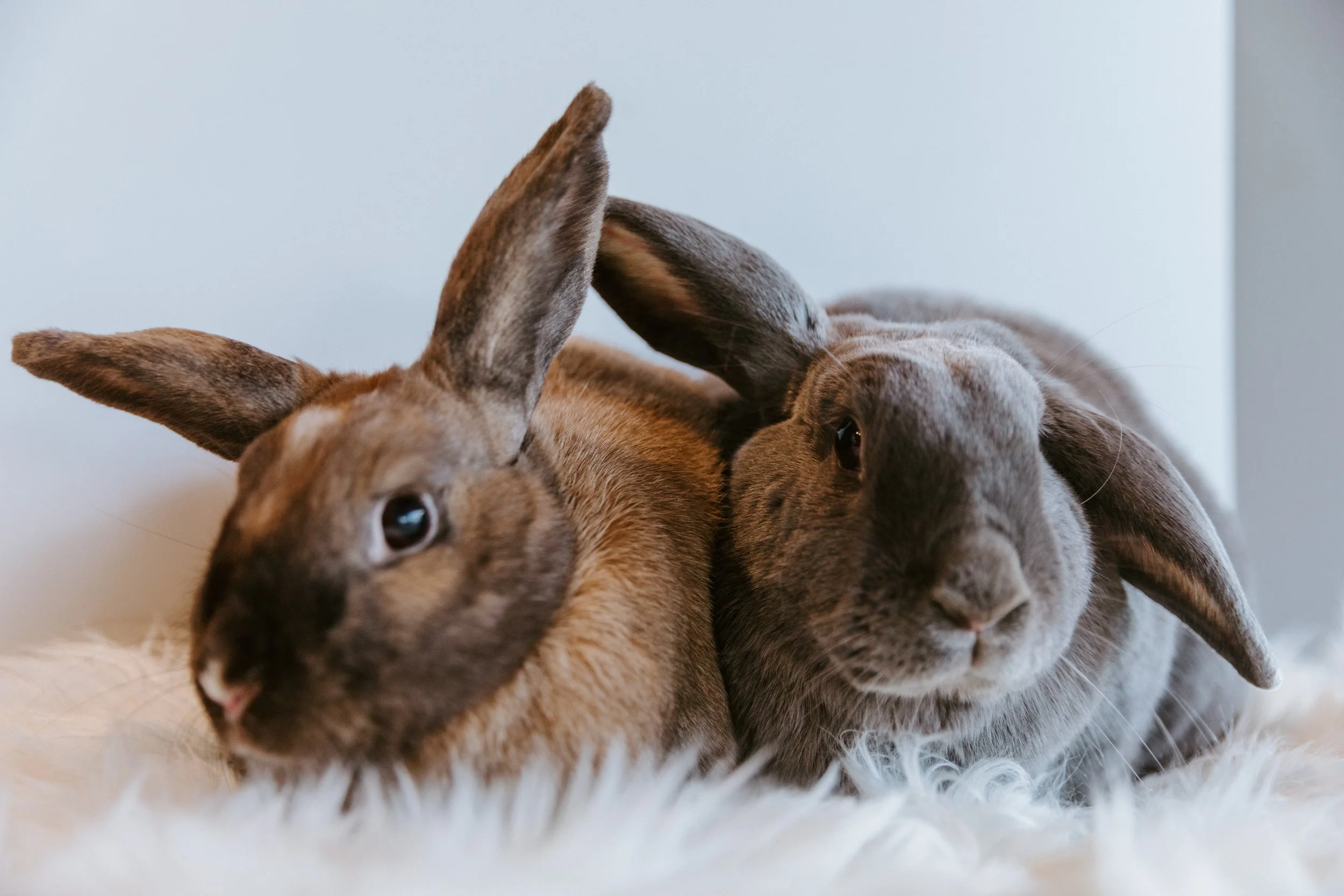Bunny Trivia Night