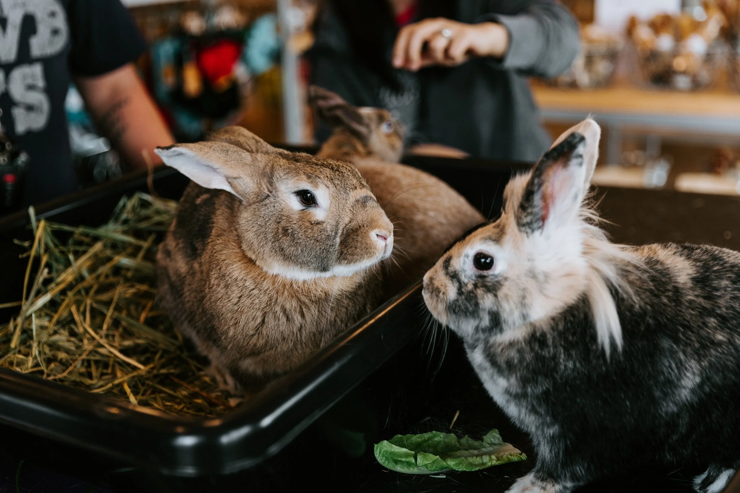 Bonding Your Bunnies