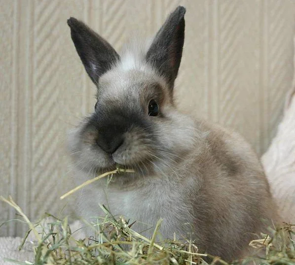 What to Feed Your Bunny