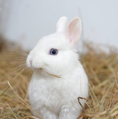Baby Bun Care