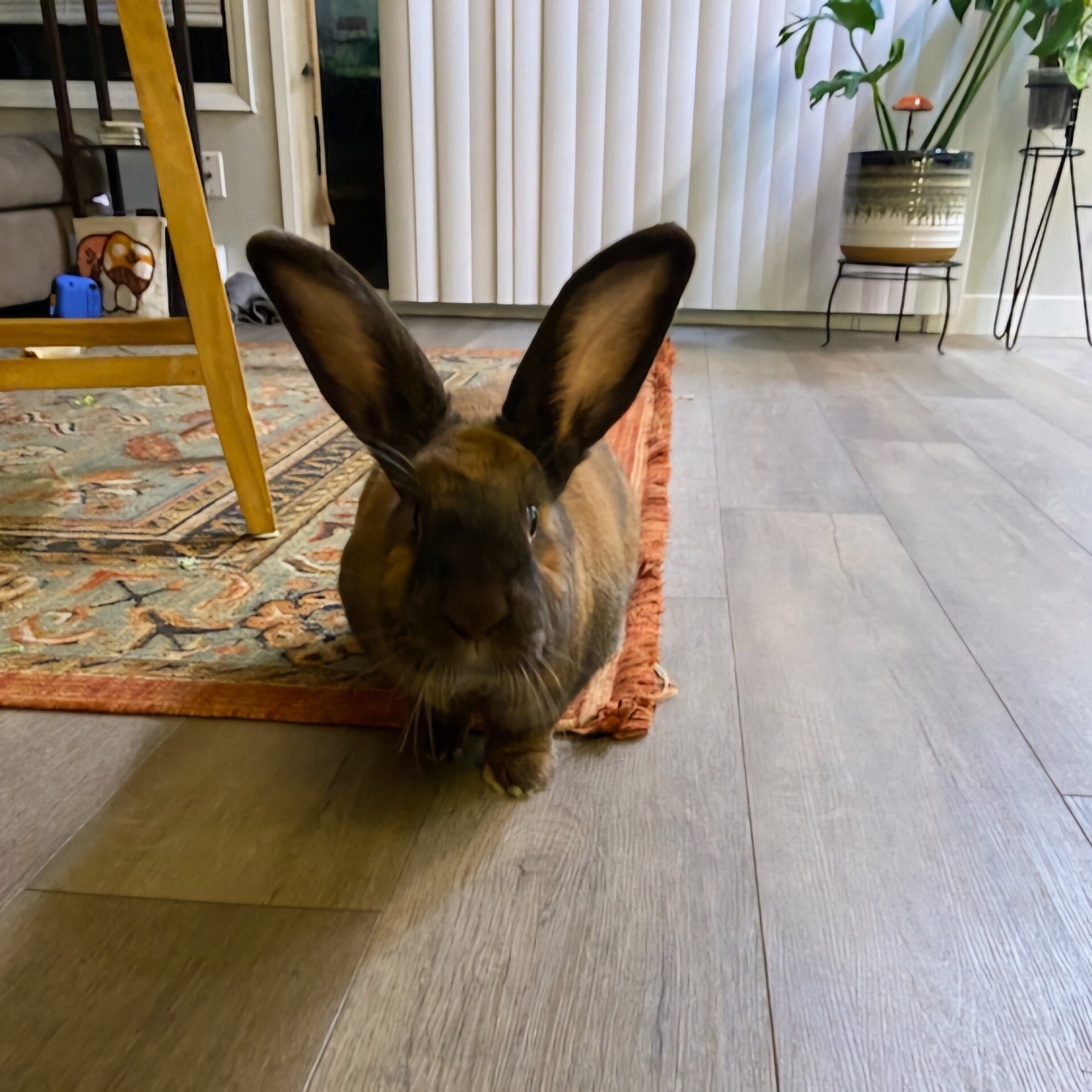 Please make waaaaay for Princess Lovey! If you have dreamed of having a bunny best friend that will follow you everywhere, spend hours listening to your stories, hang out on the sofa and watch a movie, run laps around the house and make you laugh wit