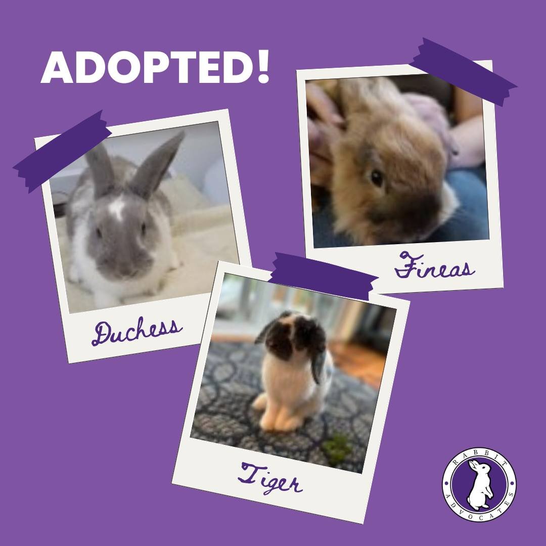 Congrats to Duchess, Tiger, and Fineas on finding their furever homes! 🥳💜

#pdx #adoptdontshop #bunnylove #cutebunnies #rabbitadvocatespdx