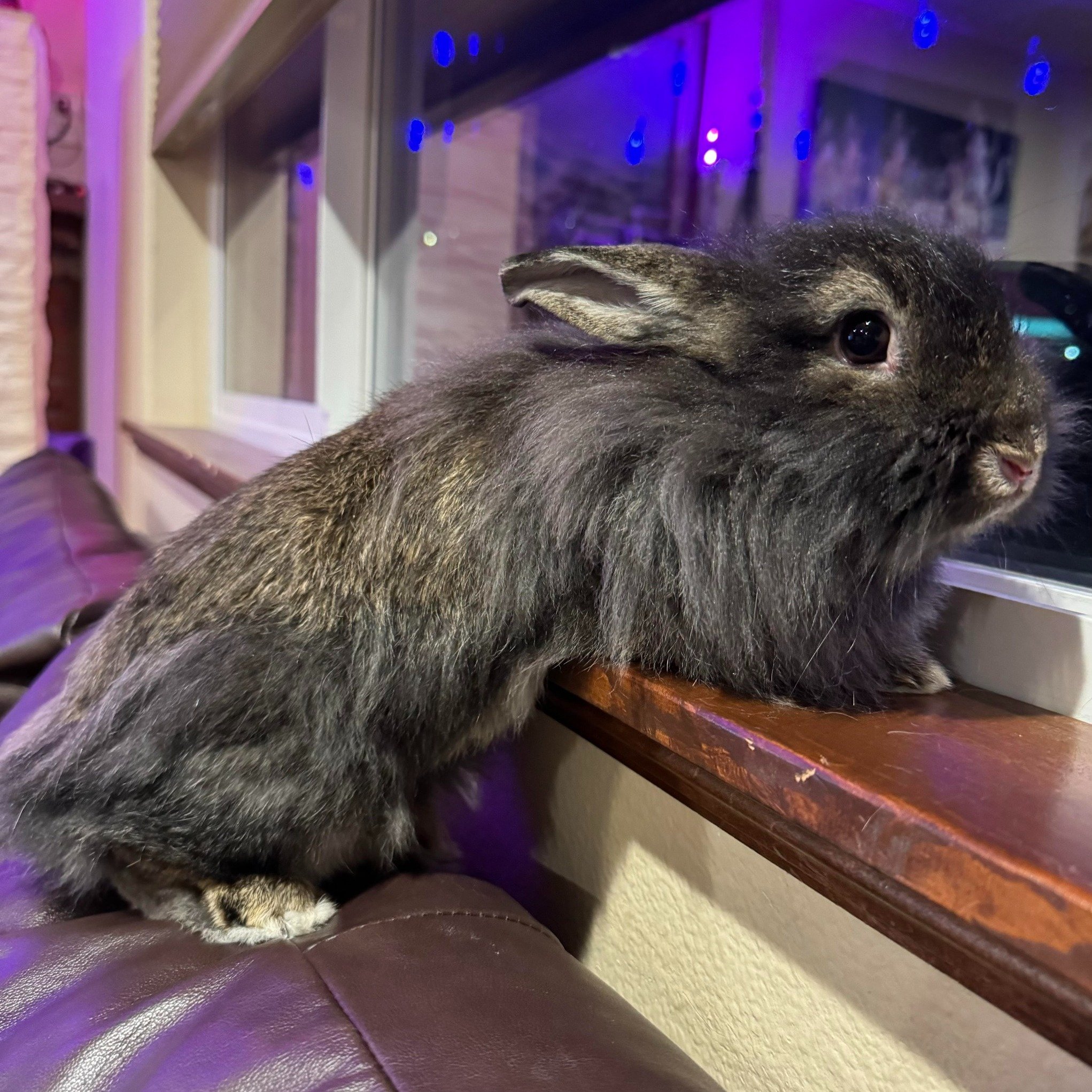 Meet Dibs! This sweet lil' gal is the daughter of Mittens and is one of her 5 babies named after ice cream! 

Little Dibby, as we sometimes call her, is a 2.5 lb grey and tan colored lionhead mix. She has a shy demeanor at first until she gets to kno