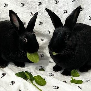 🐰🖤 Meet Smores and Fluff! 🖤🐰

Are you ready to double the love and laughter in your home? Look no further than this dynamic duo of ebony-hued cuteness &ndash; Smores and Fluff! These inseparable twin sisters are bound to steal your heart with the