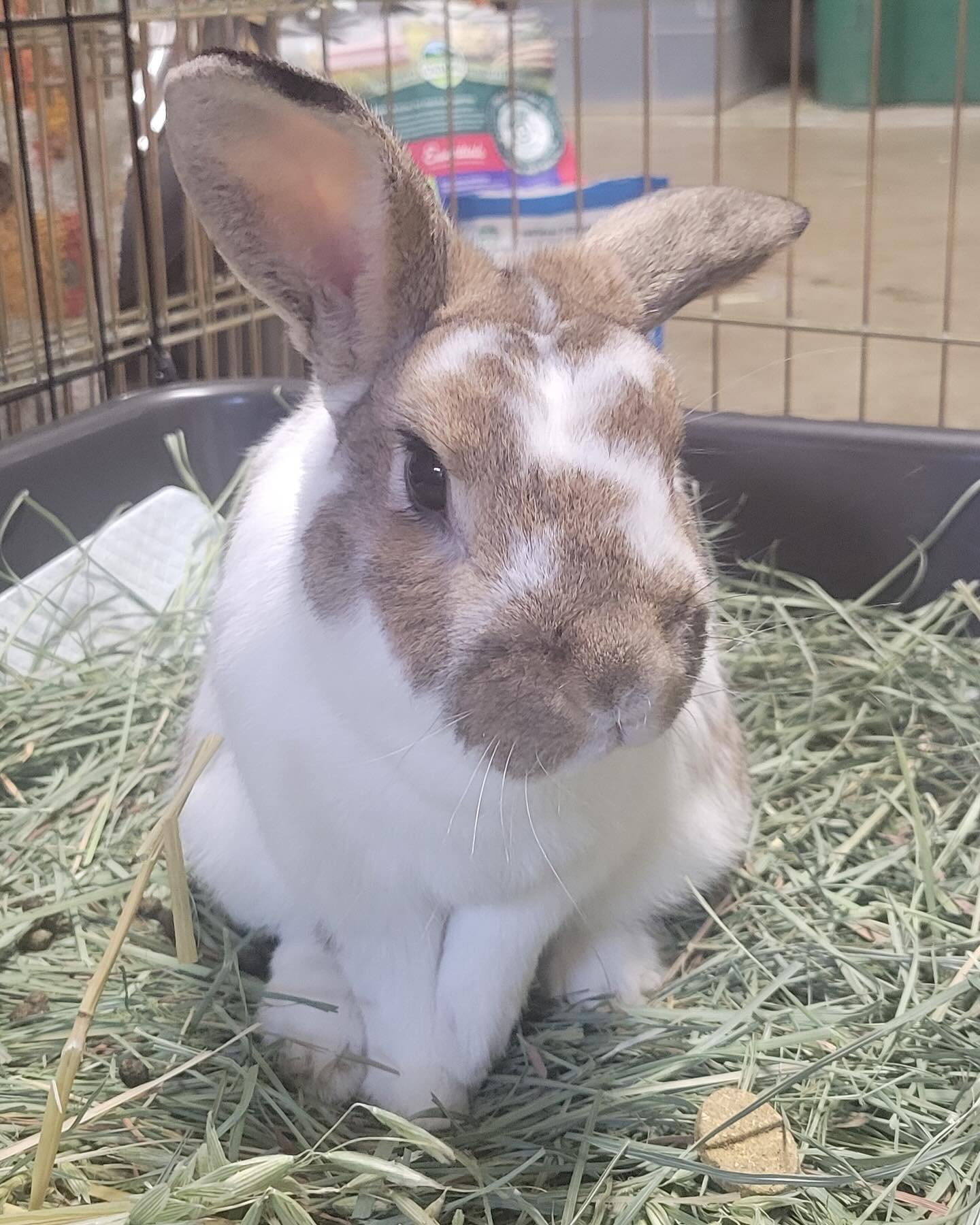 Our newest intake Peter needs your help!

Peter came to Rabbit Advocates as an emergency medical transfer due to a fractured elbow. His injury occured before he was caught so we are unsure how it happened, but of course, we would help.

Peter is a de
