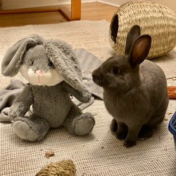 Asiago is adoptable! Asiago is not just your ordinary bunny; he's a fluffy bundle of joy waiting to hop his way into your heart and home! This charming male bunny is as sweet as can be, with a personality that shines brighter than the sun.

Asiago is