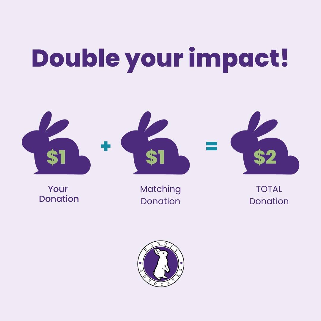 Today is #GivingTuesday, a chance to donate and make a difference in lives of local rabbits in need.

Special thanks to a generous donor who has offered $5,000 in matching donations funds! They will donate Rabbit Advocates the same amount for every d