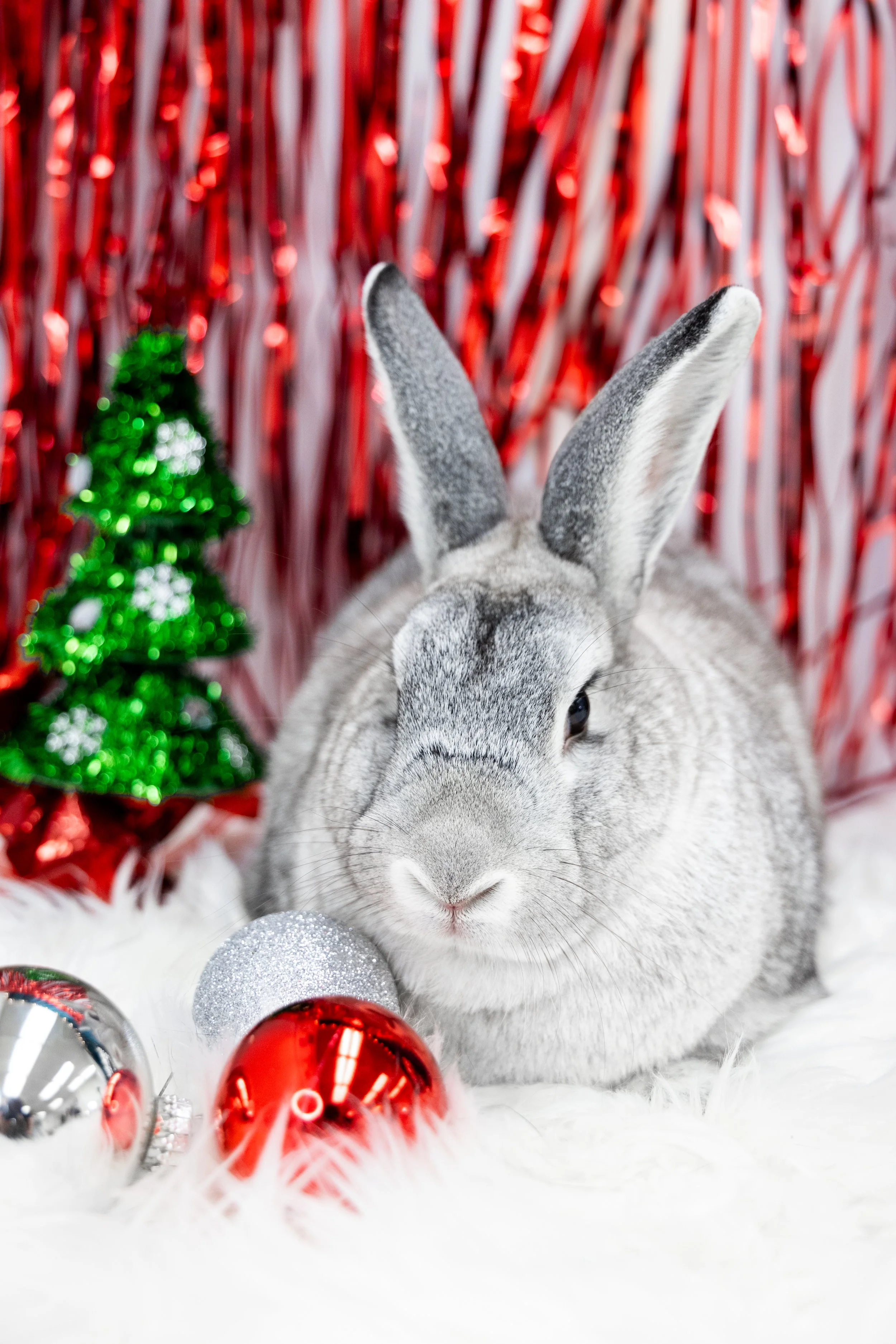 Rabbit Advocates Photoshoot -18.jpeg