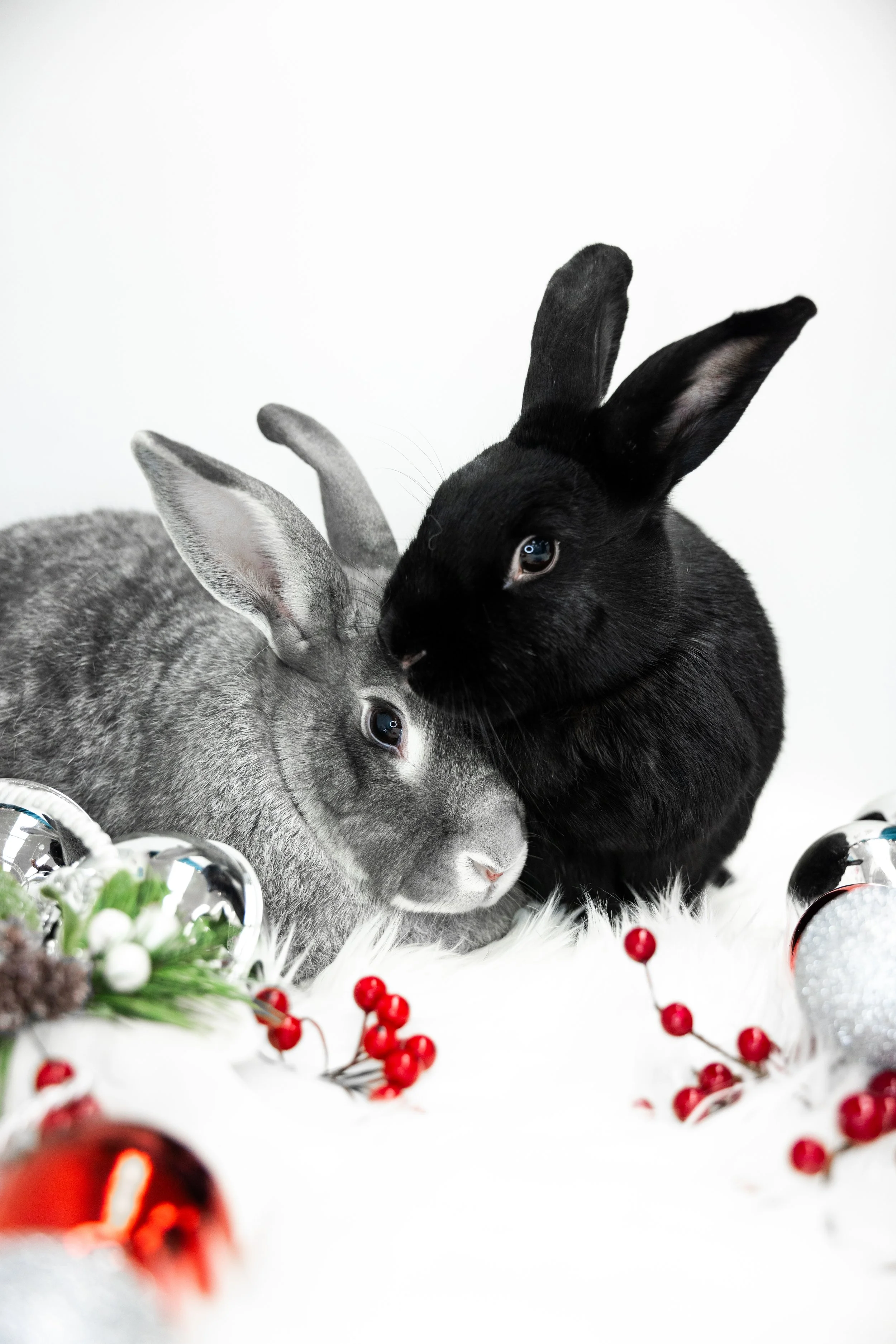 Rabbit Advocates Photoshoot -167 2.jpeg