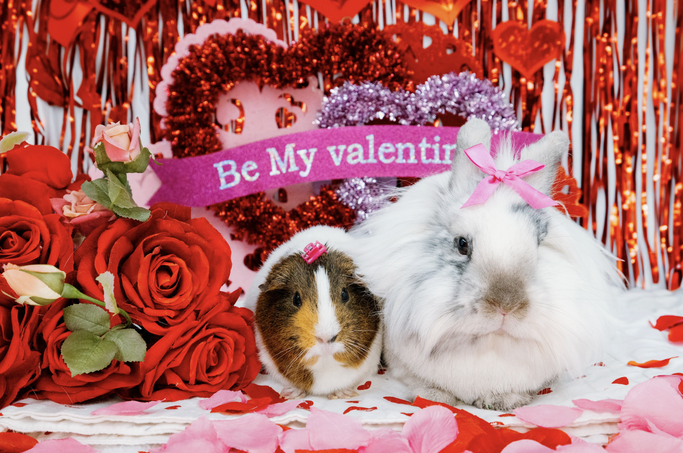 Rabbit Advocates Valentine &amp; St. Patrick's Glamour Photoshoot