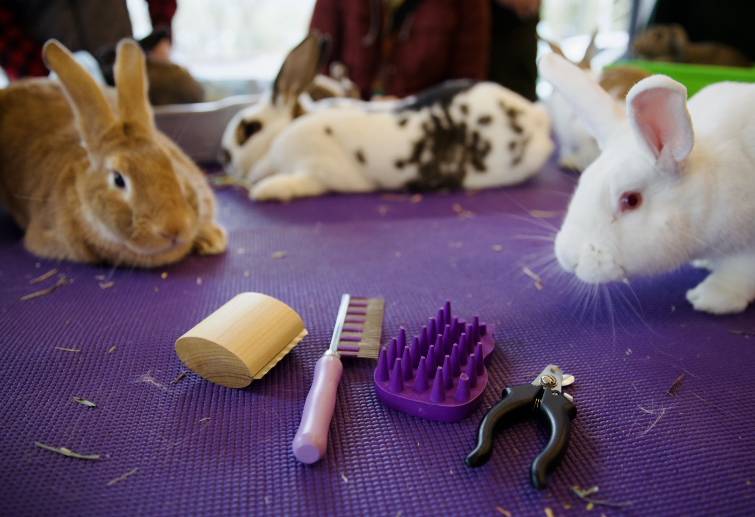 Bunny Spa Day - Tigard