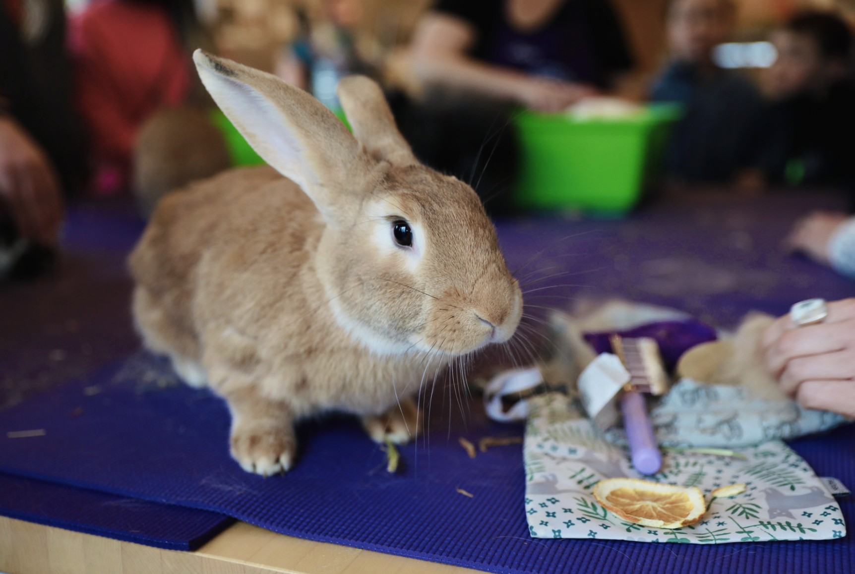 Bunny Spa Day - Montavilla