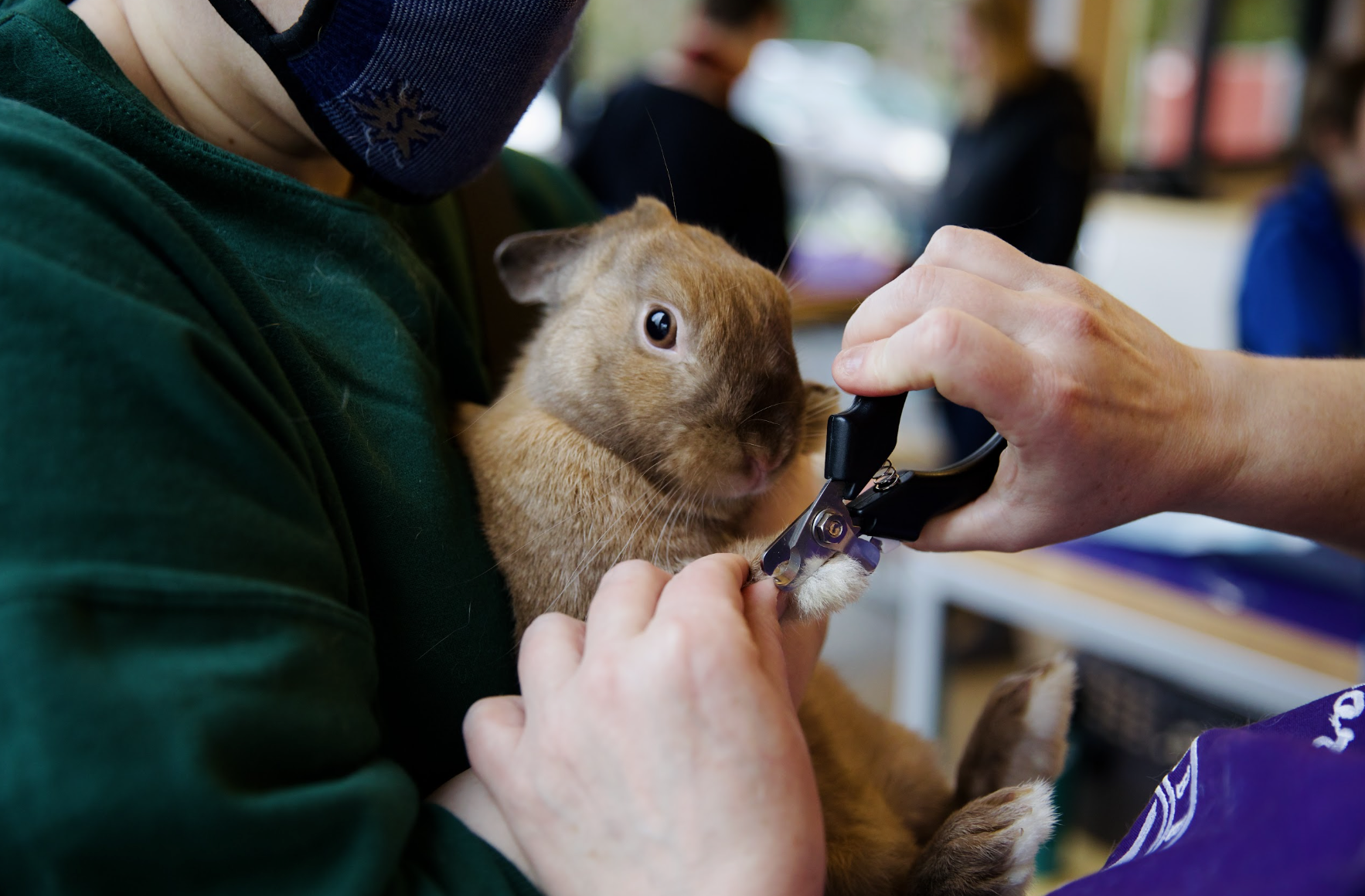 Bunny Spa Day - Sellwood