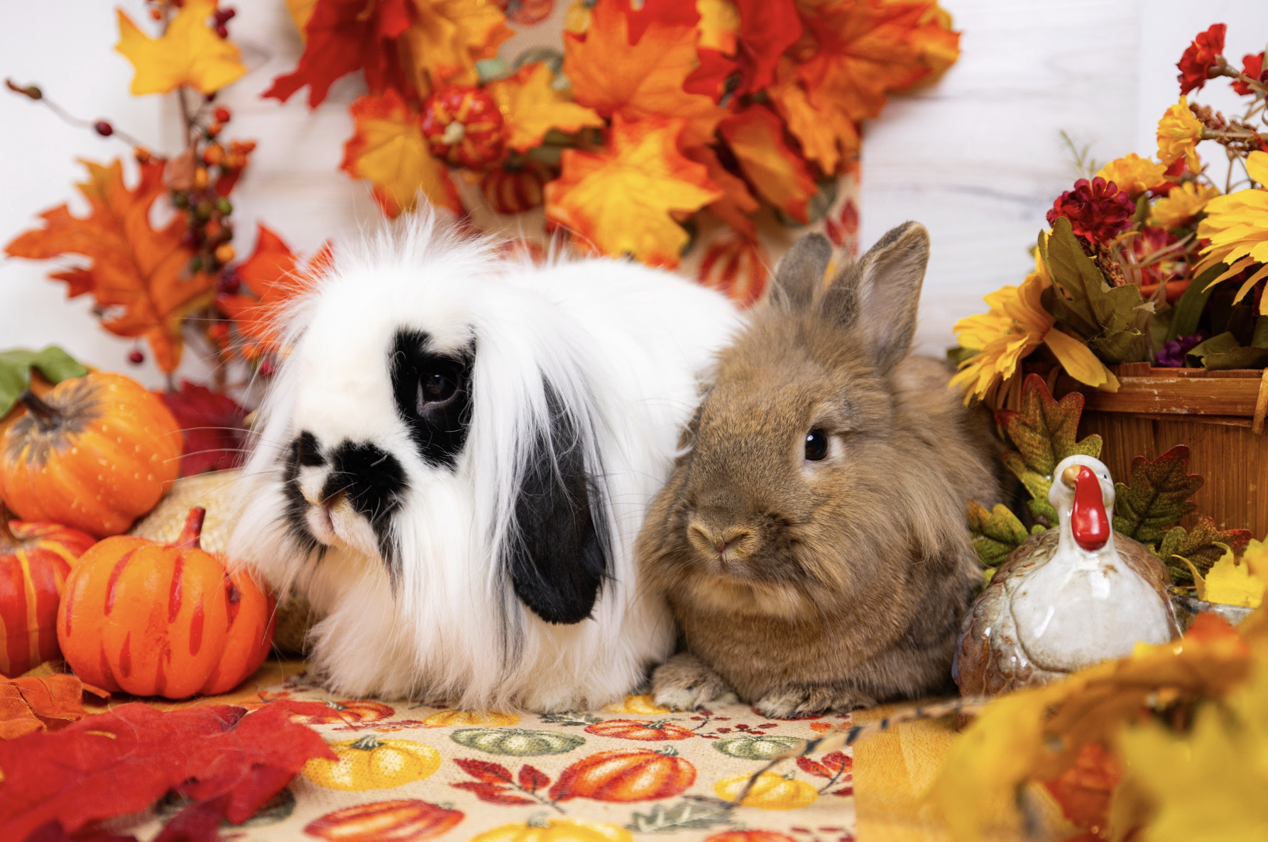 Fall Glamour Photoshoot 2026 - Day 1