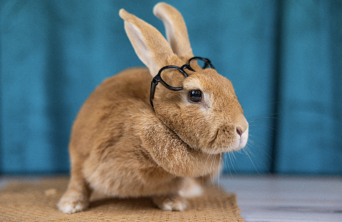 Bunny Trivia Night