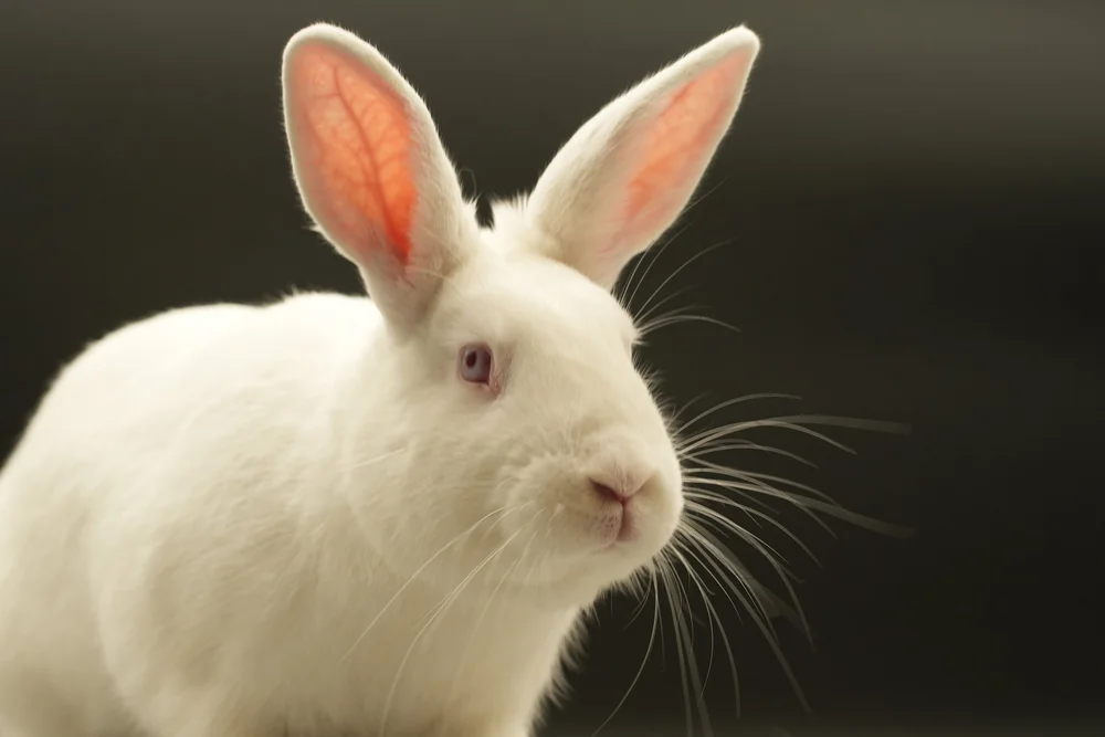 Rabbit Advocates