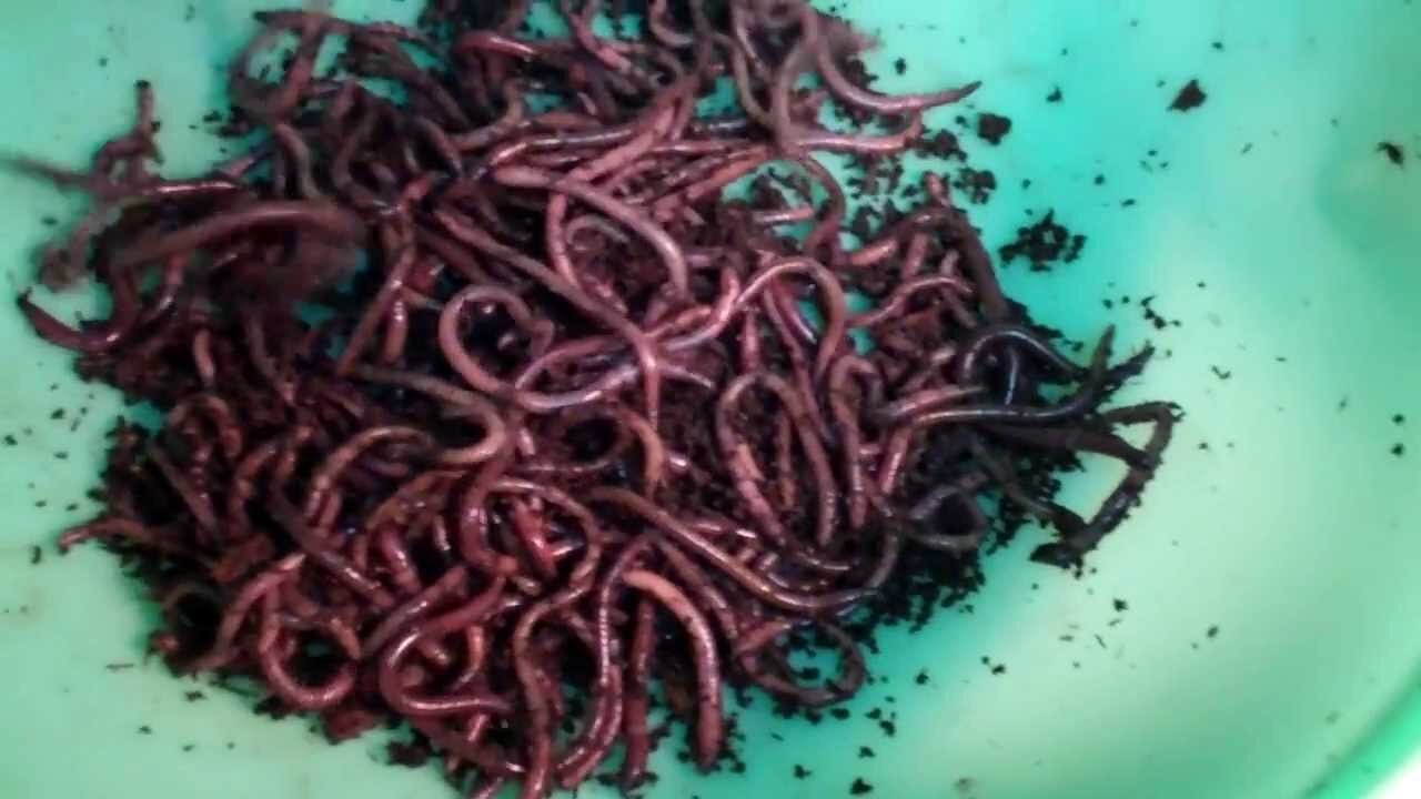 Eat Worms