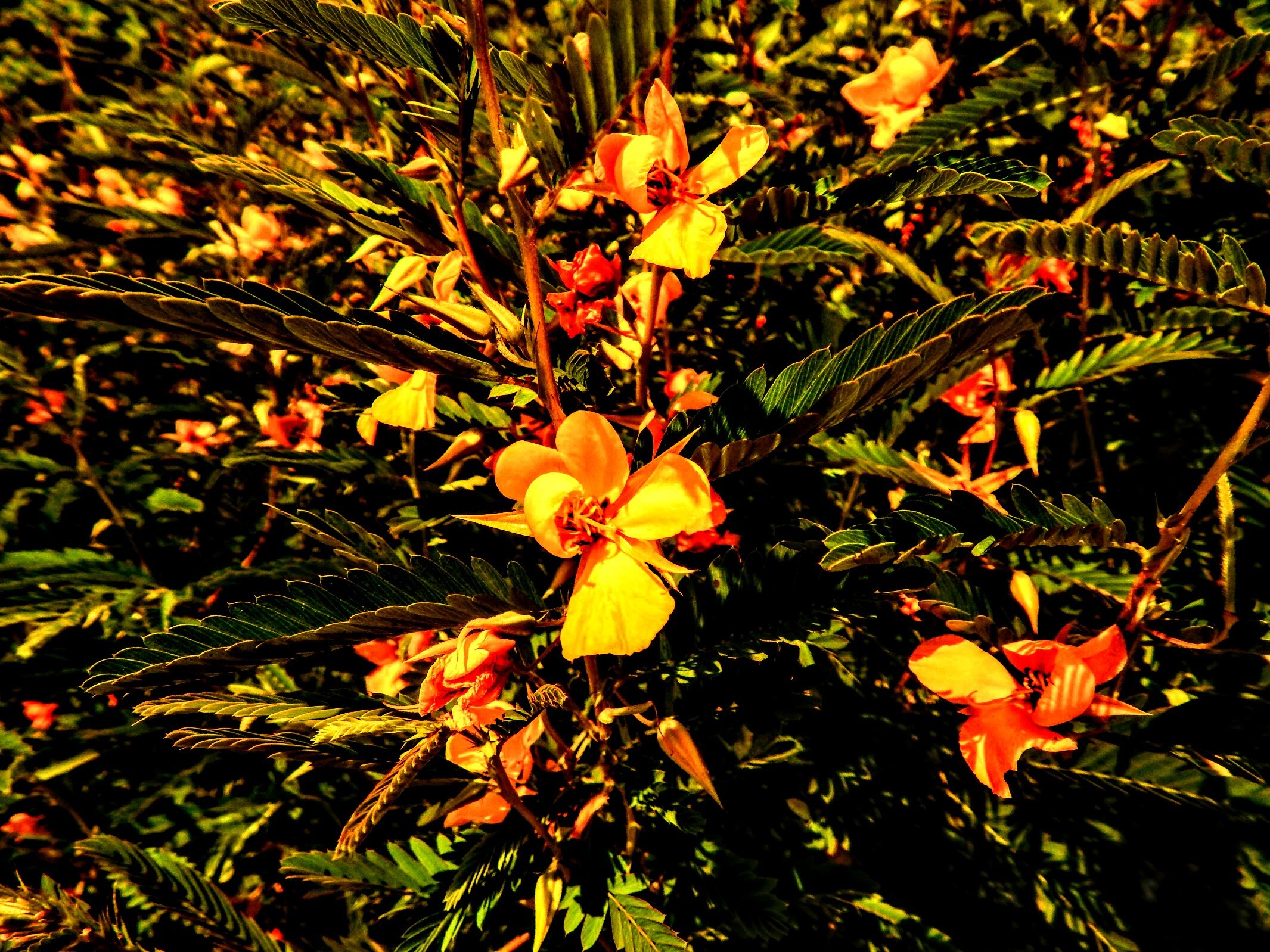 Golden Petals