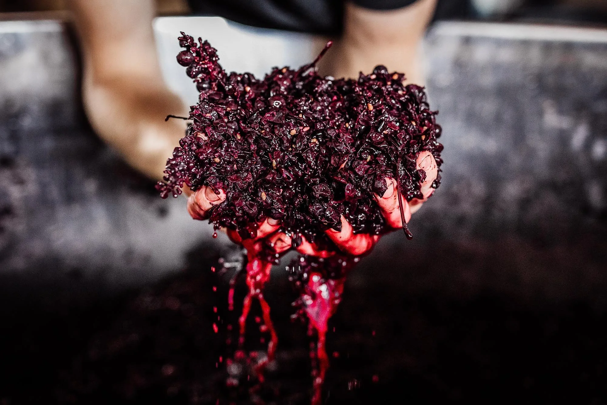 Person holding a handful of freshly harvested black olives over a dark surface.