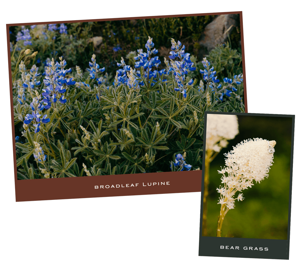 Best Wildflower Hikes in Washington State for your Adventure Wedding Running Wild Studio