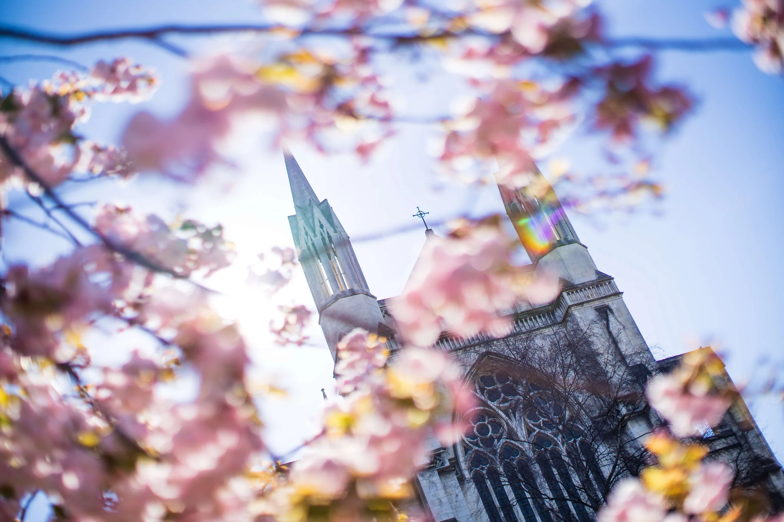 Church steeples seen through pink cherry blossom tree branches against a bright blue sky, with sunlight creating a rainbow lens flare.