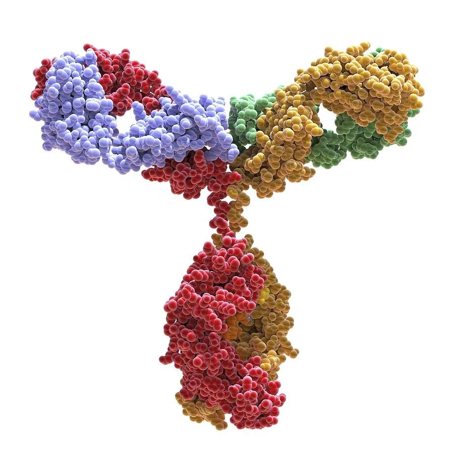 Immunoassays for Pre-clinical and Clinical research</strong>
