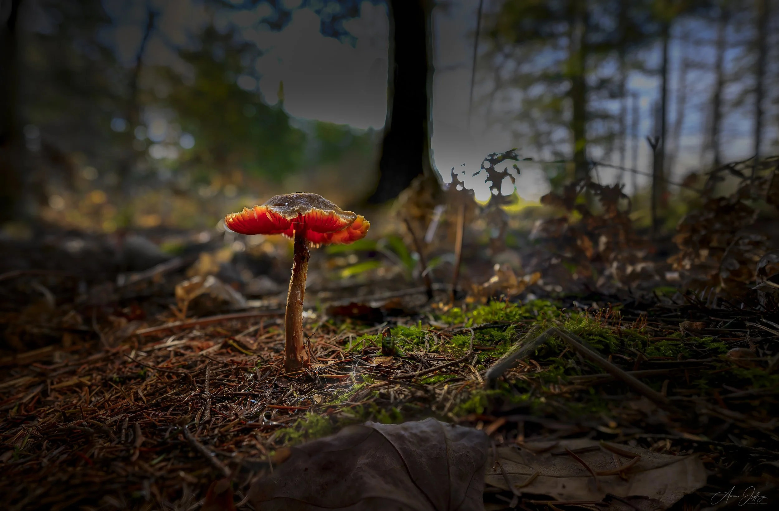 Glowing mushroom in the forest