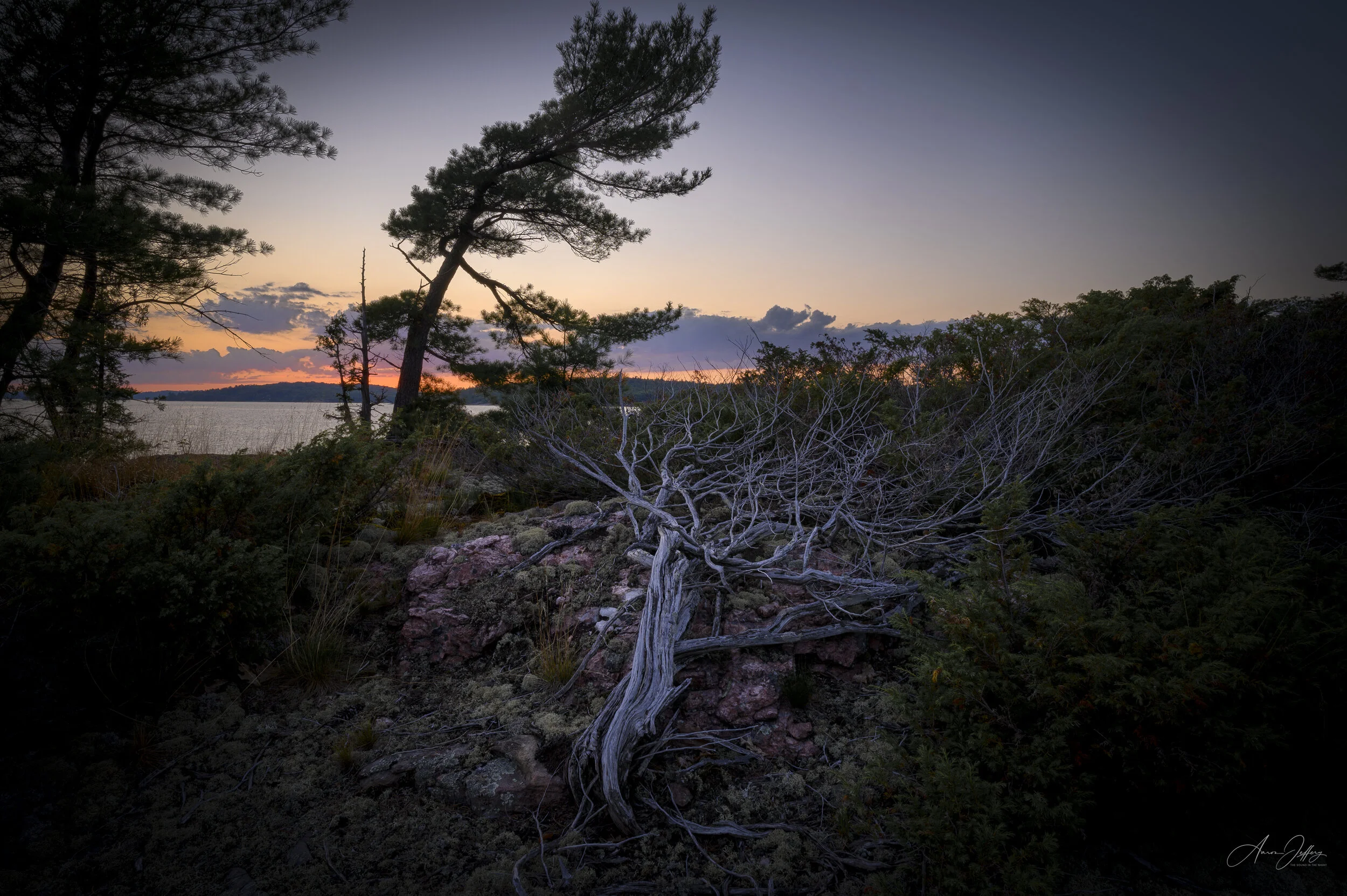 Juniper Bush Pine Sunset-.jpg
