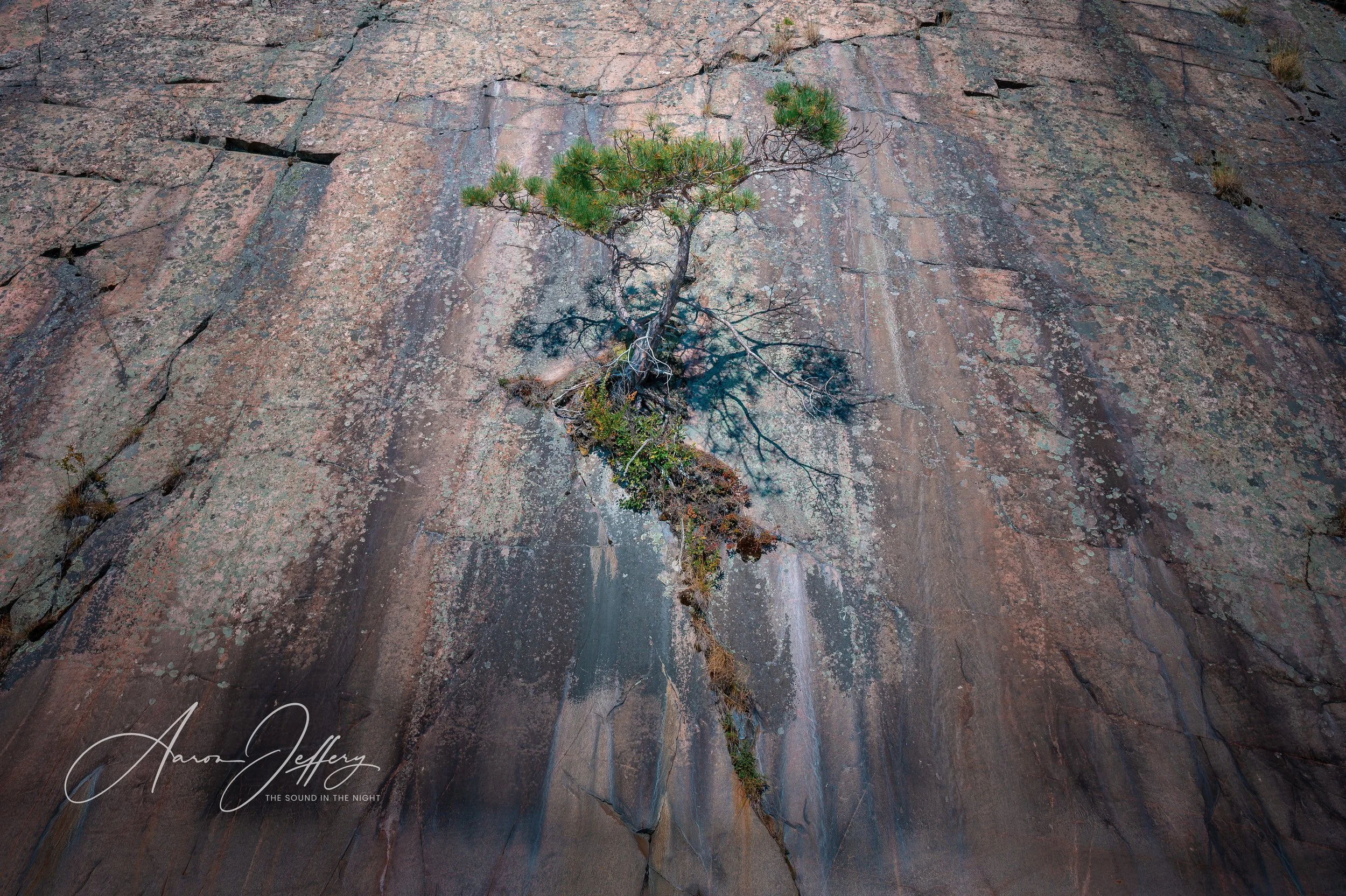 Pine in the Rock no signature--2.jpg