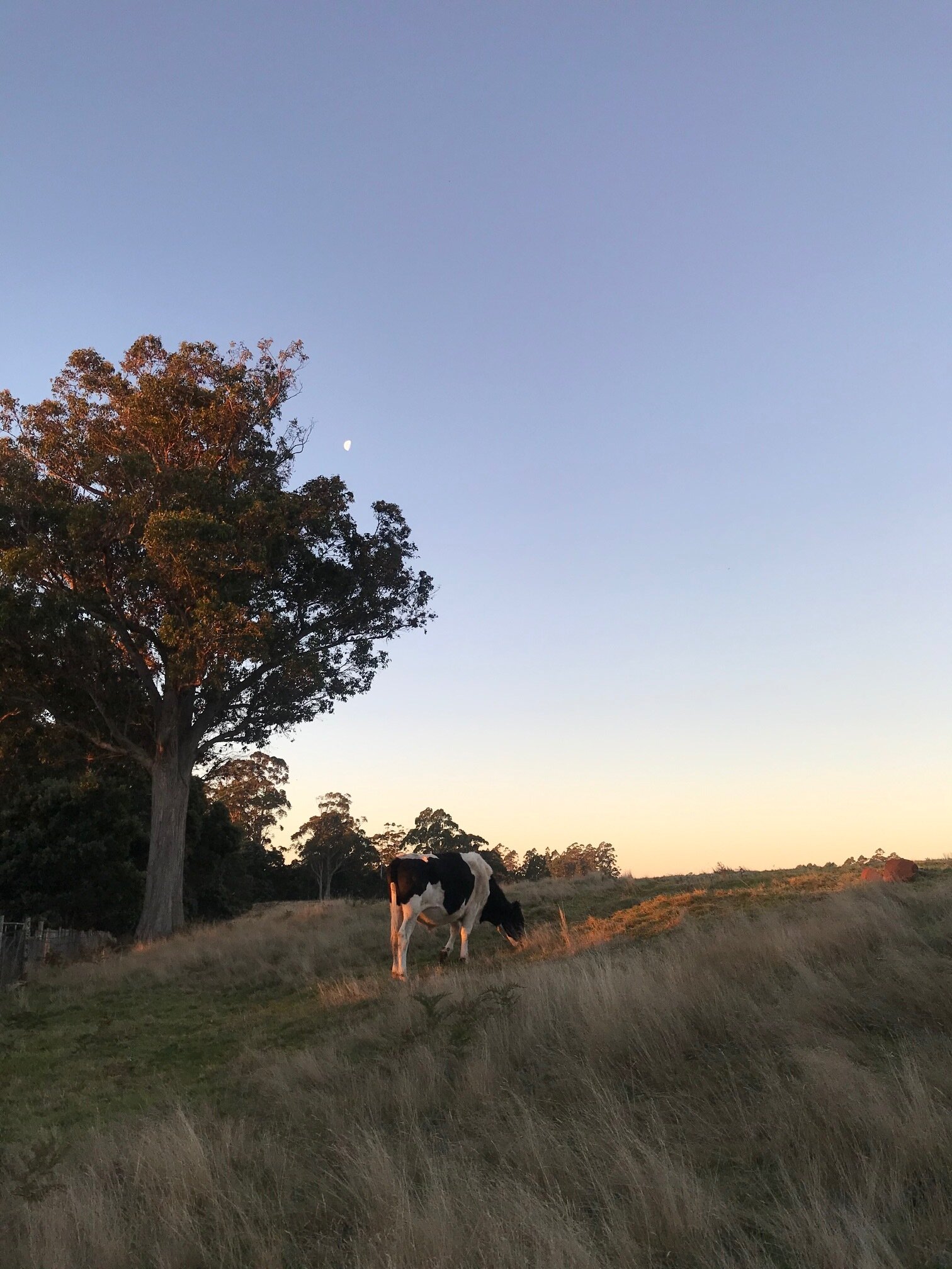 IMG_0639.JPEG