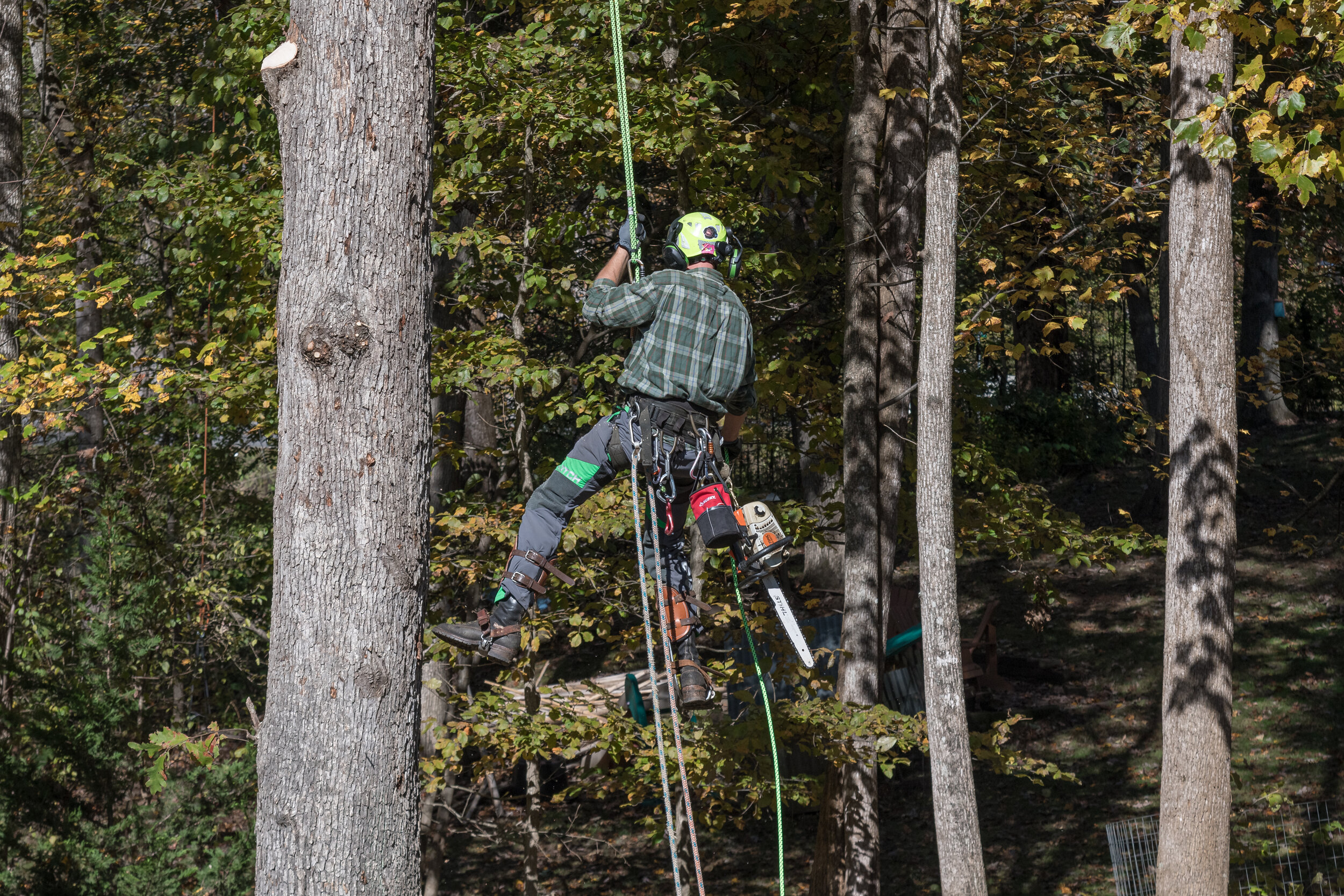 Asheville Tree Ninja