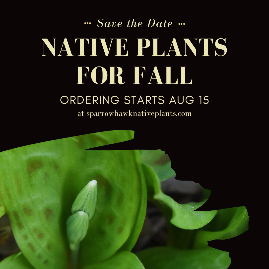 Native Plants for the Fall!
