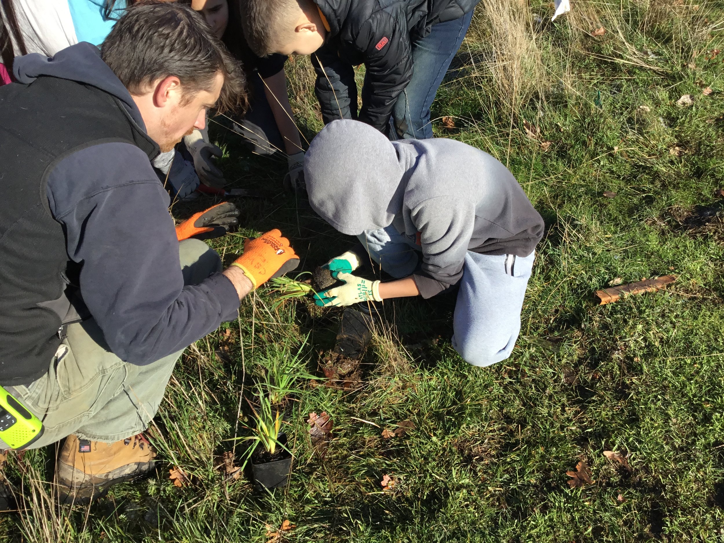 Planting native plants!