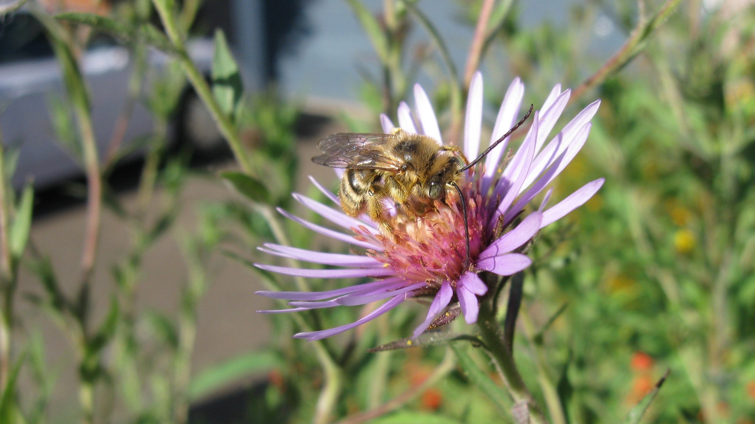 Stewardship Saturday @ Wilkes Creek Headwaters Planting