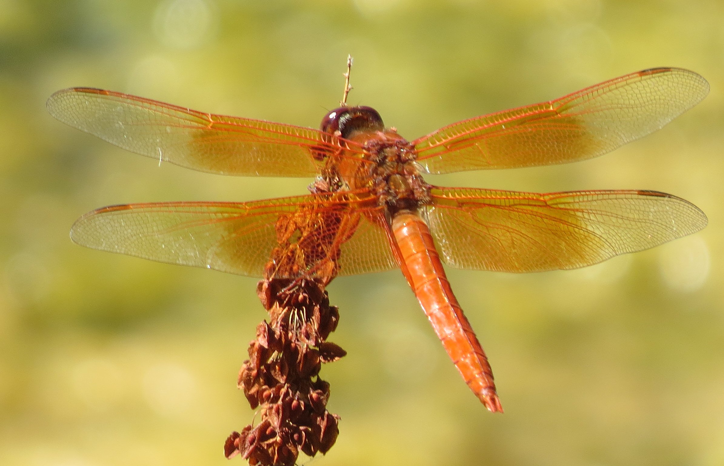 RESCHEDULED Slough Science: All Winged Creatures Walk